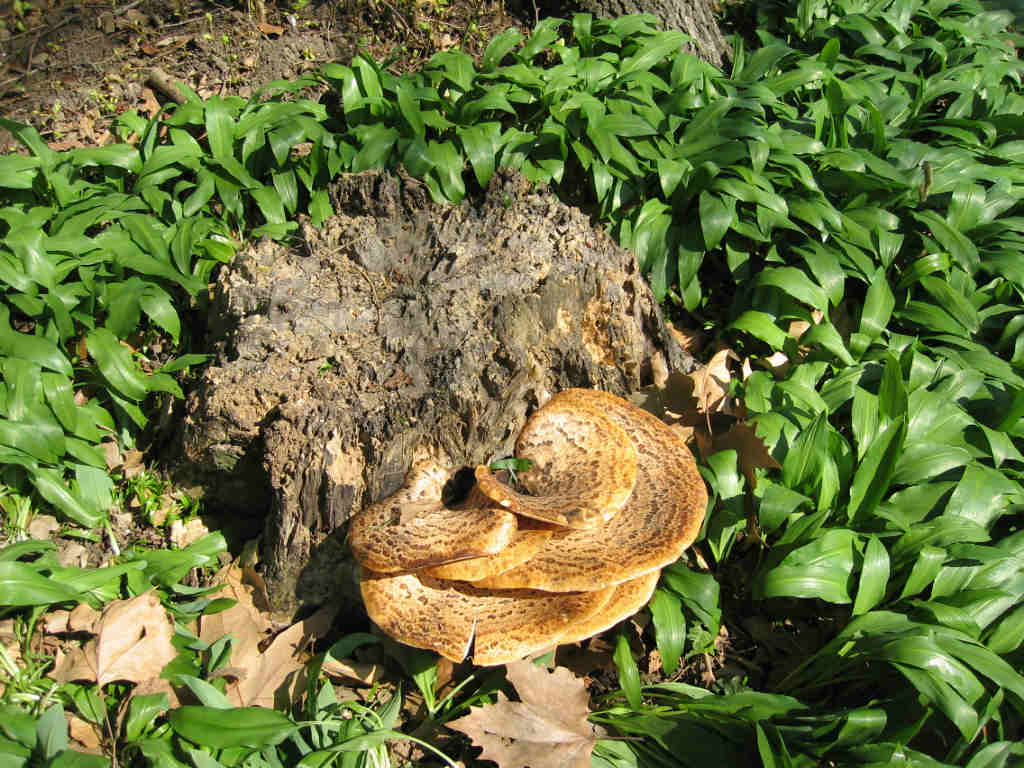 I Funghi primaverili: Polyporus squamosus